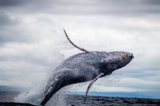 Colombia Choco coast whale min Colombia Choco coast whale min