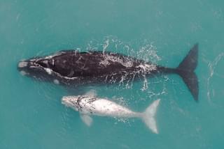 Southern Right Whale Conservation