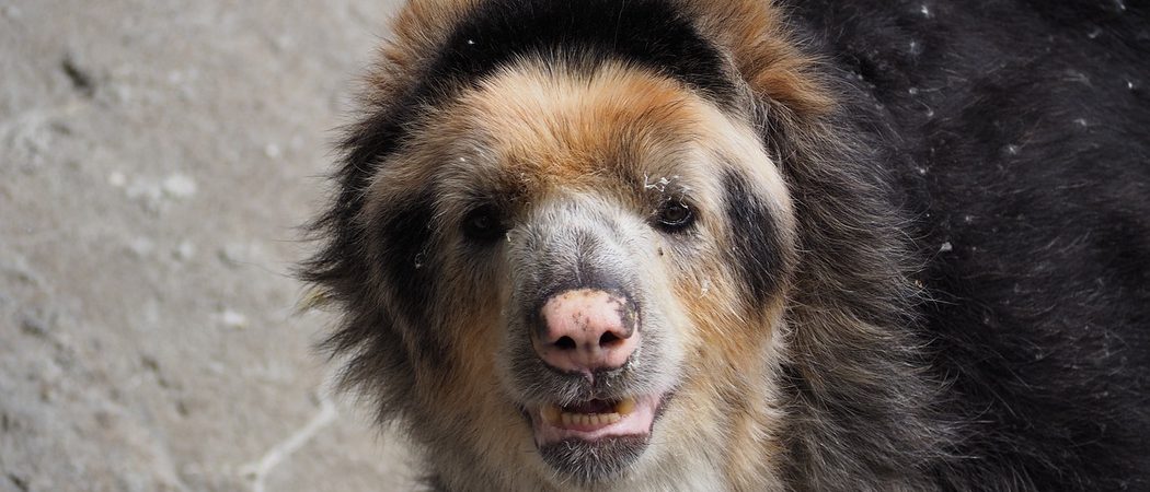 Spectacled andean bear ecuador