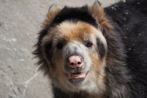 Spectacled andean bear ecuador