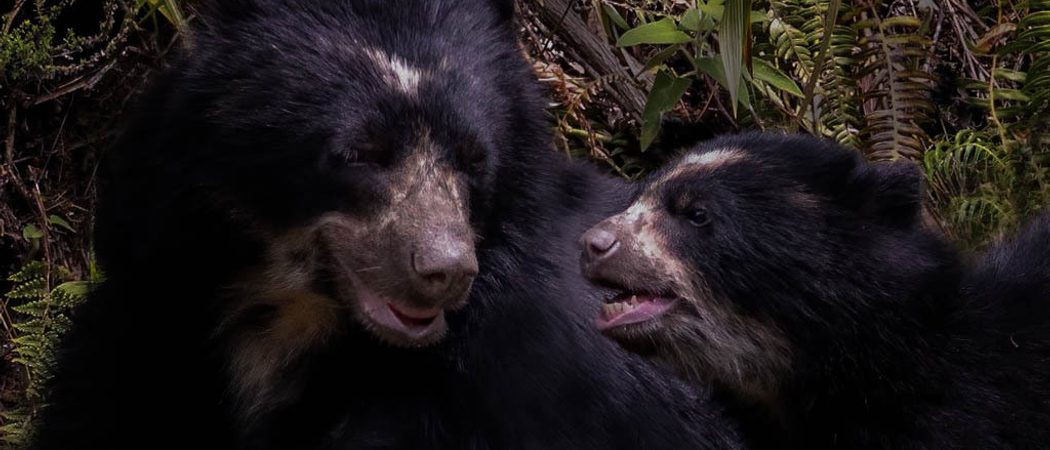 Spectacled bear ecuador 2