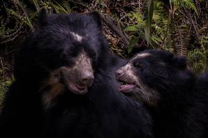 Spectacled bear ecuador 2