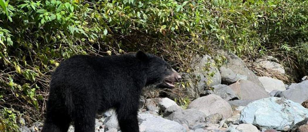 Spectacled bear ecuador