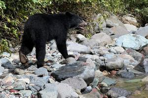 Spectacled bear ecuador