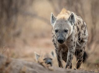 Spotted Hyena 3 Spotted Hyena 3