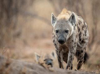 Spotted Hyena 3