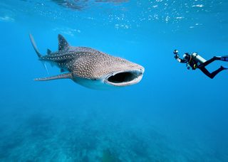 St Helena Diving Whale Sharks