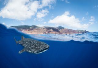 A whale shark off St Helenas coast Photo by Beth Taylor