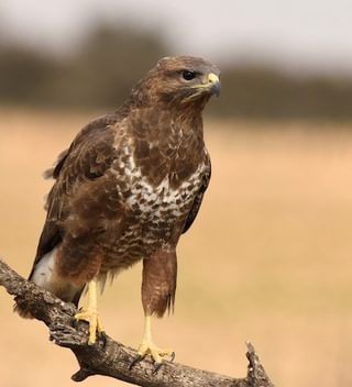 Steppe Buzzard