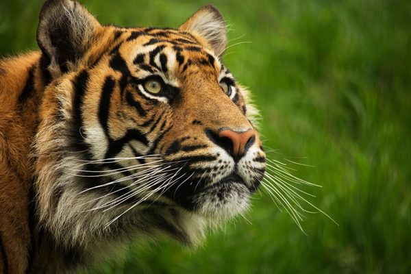 Sumatran tiger Sumatran tiger