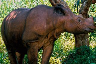 Sumatran rhino borneo