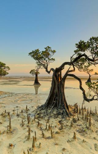 Dancing trees of Sumba Island Indonesia Canva Pro