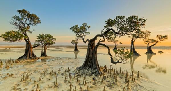 Dancing trees of Sumba Island Indonesia Canva Pro