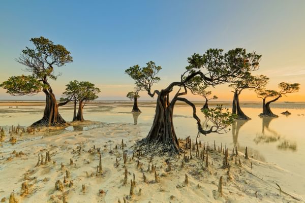 Dancing trees of Sumba Island Indonesia Canva Pro Dancing trees of Sumba Island Indonesia Canva Pro