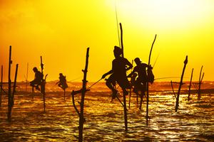 Sunset View Of Fishermen Fishing At  Galle