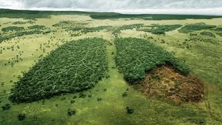 Sustainable Travel Lungs Forest Sustainable Travel Lungs Forest