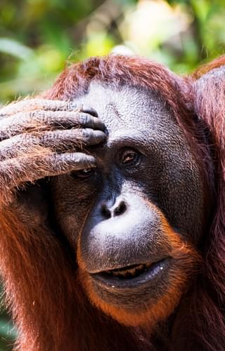 Orangutan Tanjung Puting National Park Indonesia min