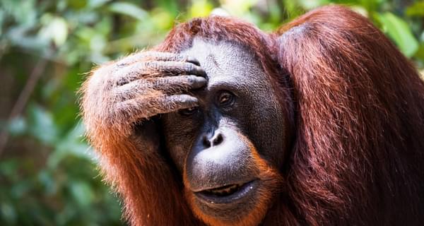 Orangutan Tanjung Puting National Park Indonesia min