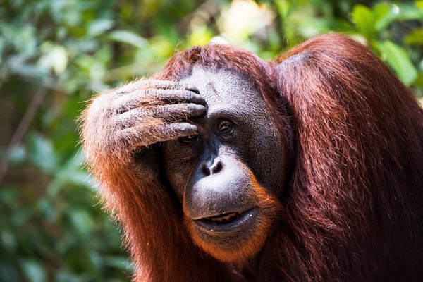 Orangutan Tanjung Puting National Park Indonesia min Orangutan Tanjung Puting National Park Indonesia min