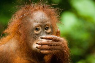 Young orangutan in Tanjung Puting National Park Indonesia Young orangutan in Tanjung Puting National Park Indonesia