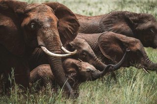 Tarangire National Park