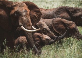 Tarangire National Park