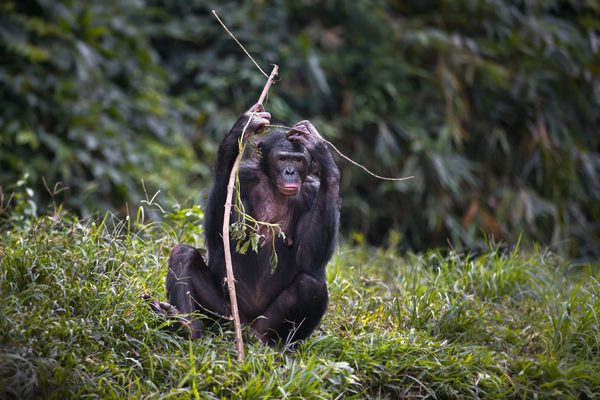 Chimpanze Congo Canva Pro Chimpanze Congo Canva Pro
