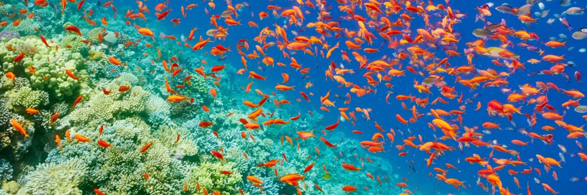 Red Sea at Sharm El Sheikh Egypt Red Sea at Sharm El Sheikh Egypt