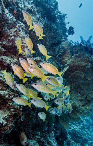Gili Islands Fish scuba Lombok Indonesia min