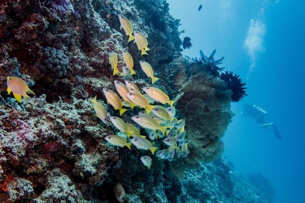 Gili Islands Fish scuba Lombok Indonesia min Gili Islands Fish scuba Lombok Indonesia min