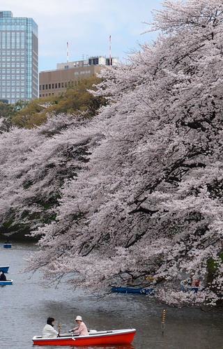 Cherry blossoms river Tokyo Japan