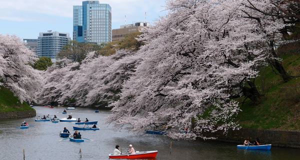 Cherry blossoms river Tokyo Japan