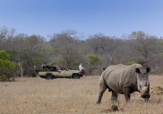 Tintswalo Rhino