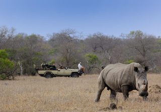 Tintswalo Rhino Tintswalo Rhino