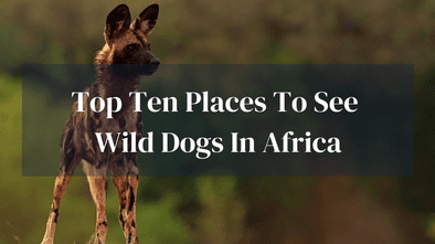Top 10 Places To See Wild Dogs