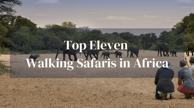 Top 11 Walking Safaris Africa