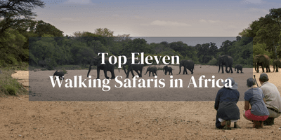 Top 11 Walking Safaris Africa
