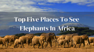 Top Places To See Elephants In Africa