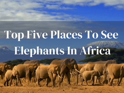 Top Places To See Elephants In Africa