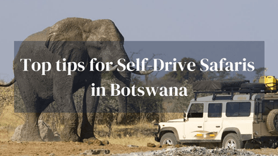 Top Tips Self Drive Safaris Botswana