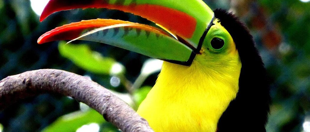 Toucan colombia min