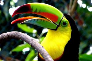 Toucan colombia min