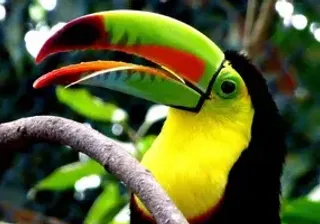 Toucan colombia min