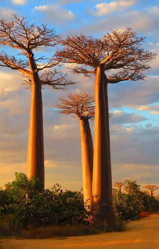 Baobabs canva pro