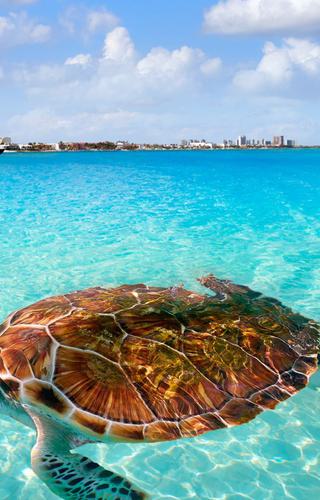 Cancun Beach Turtle Photomount in Mexico Canva Pro
