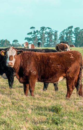Cow Group in a Field in Uruguay Canva Pro