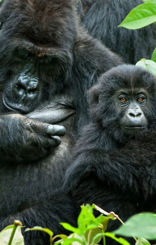 Family Life Eastern Lowland Gorillas in Congo canva pro