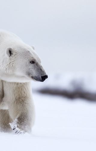 Polar Bear in Northern Arctic canva pro
