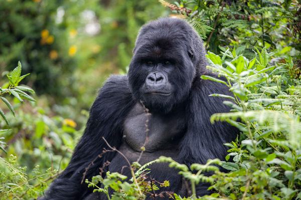 Rwanda Gorilla still canva pro Rwanda Gorilla still canva pro