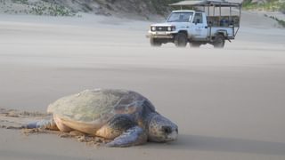 Turtle Watching Principe Turtle Watching Principe